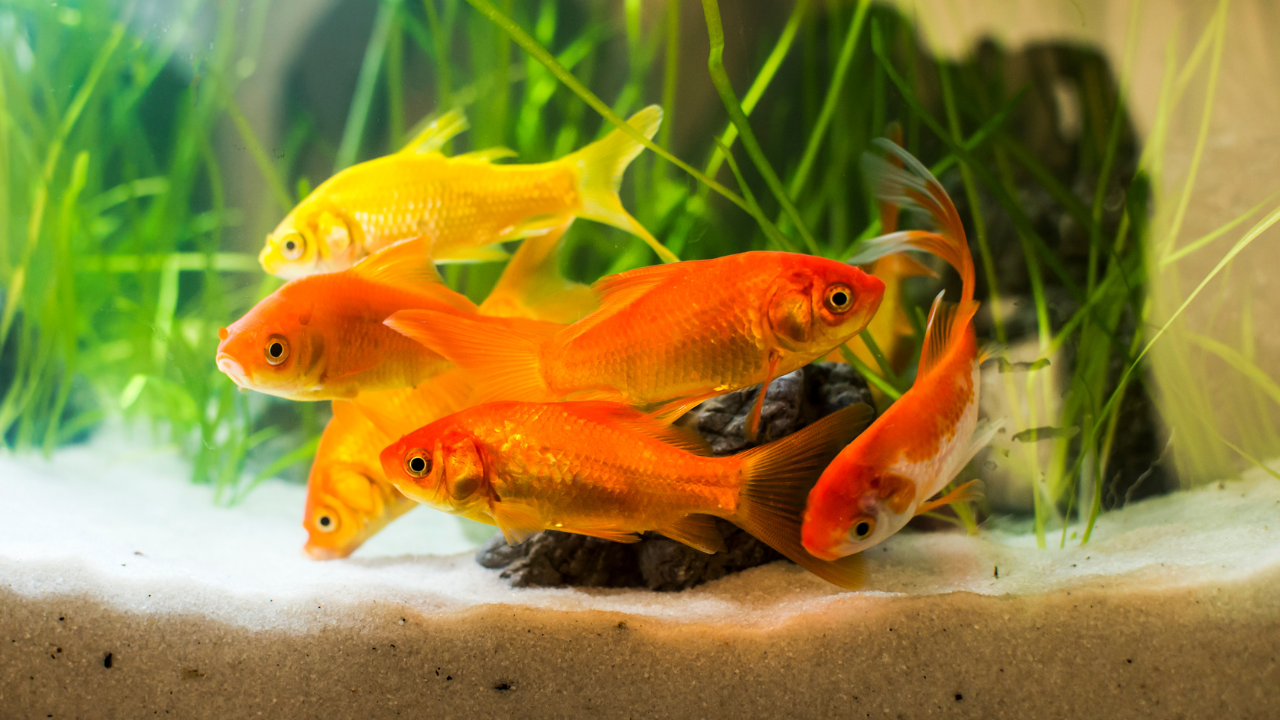Can a classroom pet save the classroom?